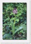 orchis_purpurea_1 * 378 x 562 * (33KB)