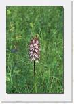 orchis_purpurea_3 * 378 x 562 * (33KB)